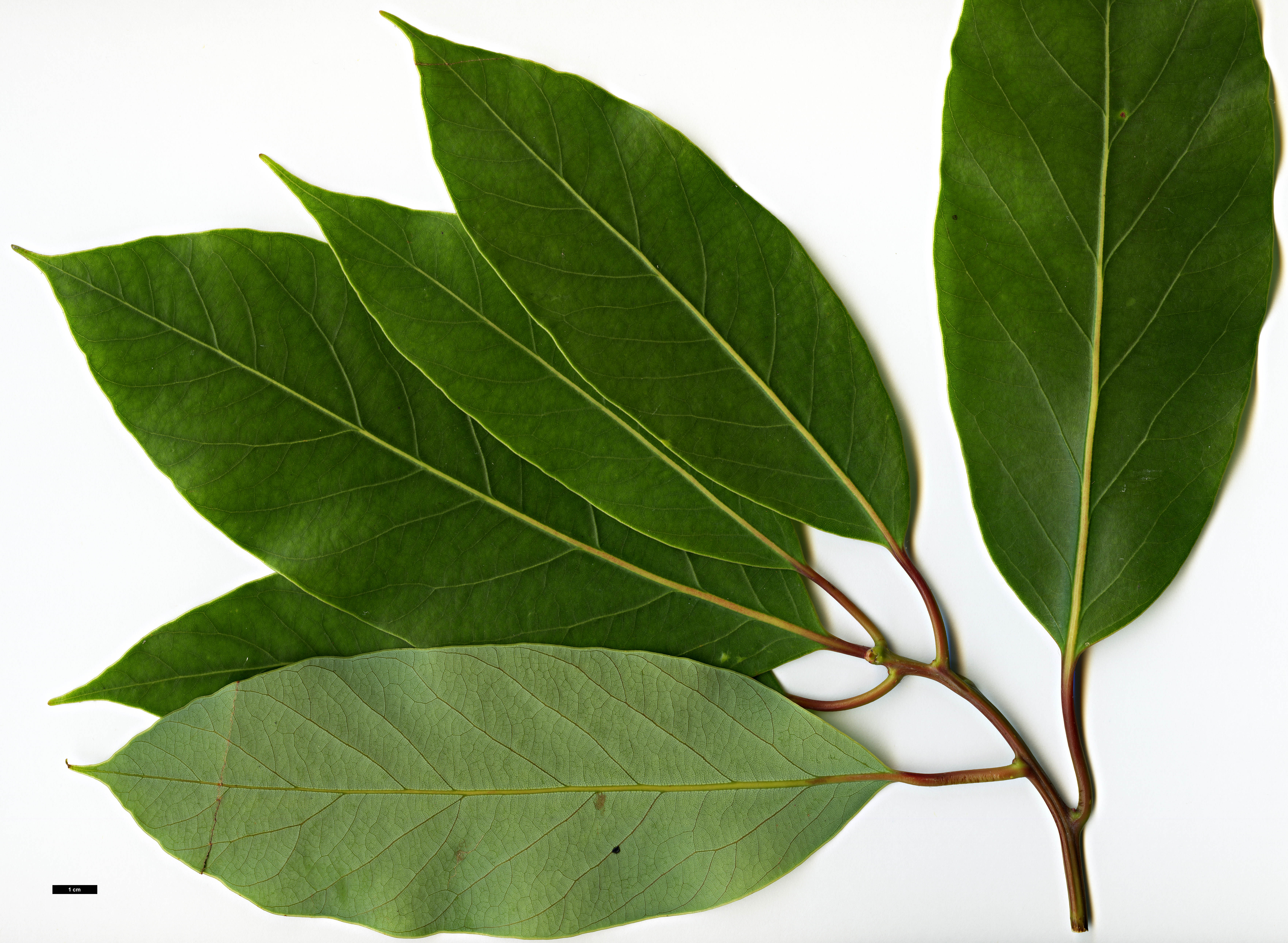 High resolution image: Family: Lauraceae - Genus: Alseodaphne - Taxon: cfr. utillis High resolution image: Family: Lauraceae - Genus: Alseodaphne - Taxon: cfr. utillis
